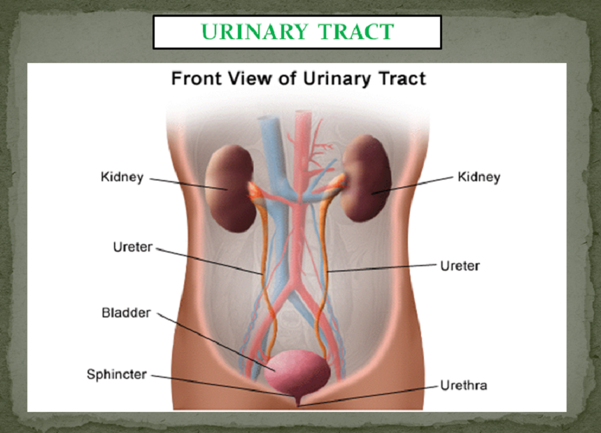 URINARY TRACT INFECTIONS